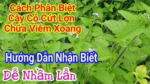 Hướng Dẫn Cách Phân Biệt Cây Cỏ Cứt Lợn Chữa Viêm Xoang Chính Xác