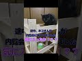 【定年後にやりたかった100のこと】パート24 猫タワーを作りたい＃shorts