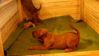 annie (irish terrier) 6 weeks