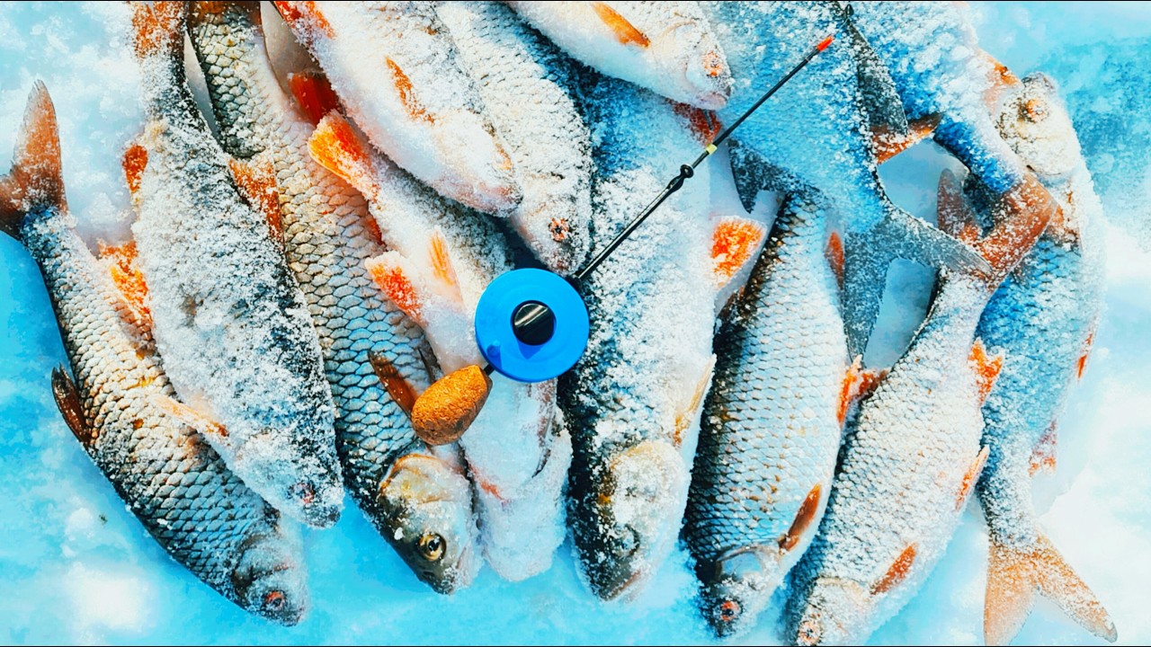 ОБАЛДЕТЬ! КРУПНАЯ ПЛОТВА на безмотылку! Рыбалка на безмотылку на реке!