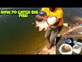 🎏AMAZING FISH HUNTING||🦈 BIG ROHU FISH CATCHING|| WITH THREE HOCKS.