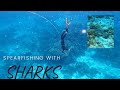 TAKOT KA BA SA PATING? / Spearfishing Spot- Sharks Encounter #spearfishingPhilippines#freedivingPH