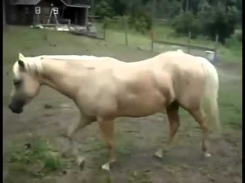 cat-farts-is-so-annoying-funny-animals-compilation-try-not-to-laugh-hd
