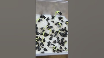 Cách trồng hoa hướng dương đơn giản