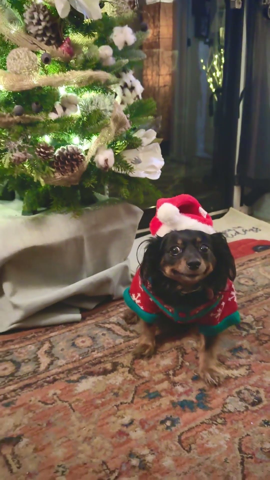 Dog Is Good Sport About Christmas Sweater Pictures || ViralHog