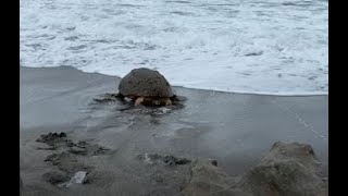 Turtle rescued at Blowing Rocks Preserve swims back out to the ocean