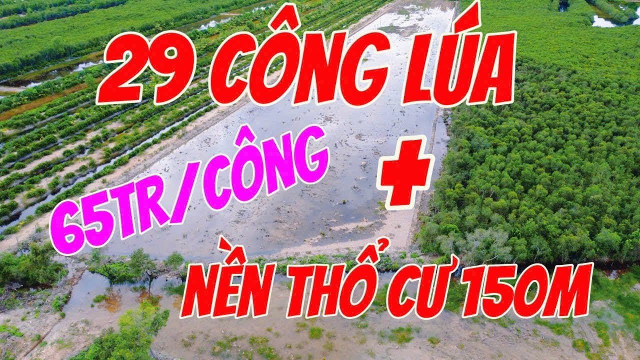 🌾 29 công lúa giá rẻ chỉ 65 triệu/công || Ivan Tùng