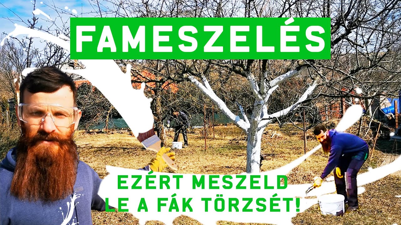 Gyümölcsfák meszelése: így védekezz a FAGYLÉCEK ellen!