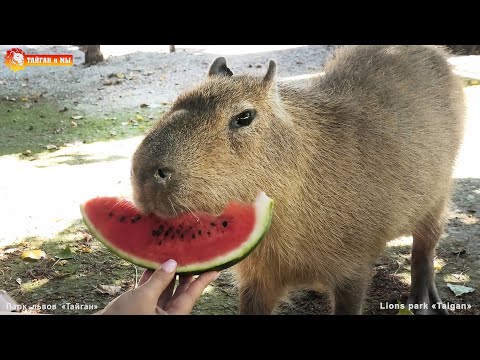 Видео: Капибара Капибара