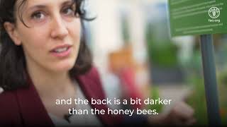 FAO Rooftop Bees - World Bee Day 2024: Bee engaged with youth