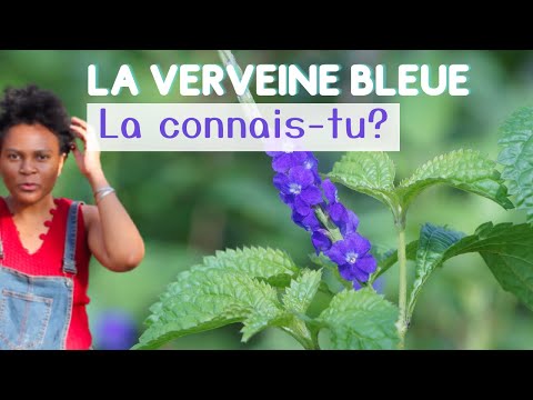 Vidéo: Informations sur la verveine bleue - Entretien des fleurs sauvages de la verveine bleue