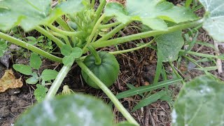 Let's tour the Spring Garden - Homestead Garden Tour