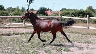 Vidéo Lot 0645 Littlebird Bey - Ventes De Trotteurs De Caen - 29 Septembre 2022