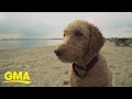 Labradoodle breeder says he created a monster | GMA