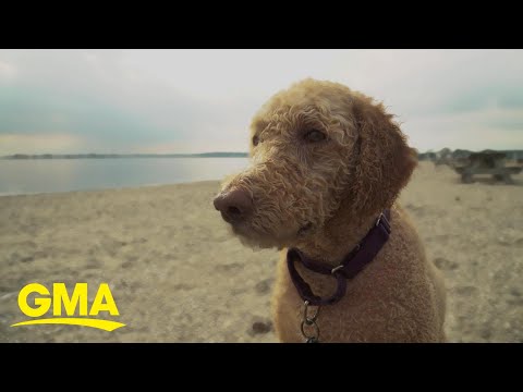 Labradoodle breeder says he created a monster | GMA