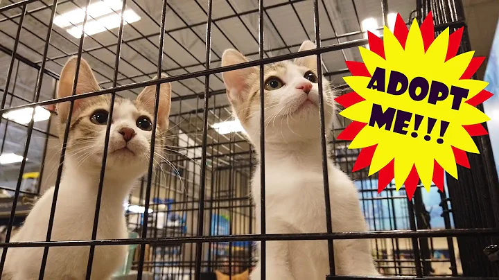 Watch the video about Cute Cats of the Kitty Cat Connection - Visiting PetSmart on National Adoption Weekend