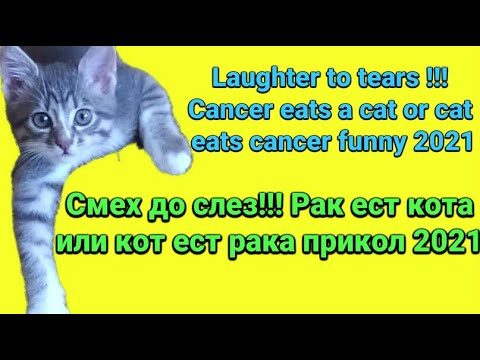 Wideo: Czy Twój Kot Może Zachorować Na Raka?