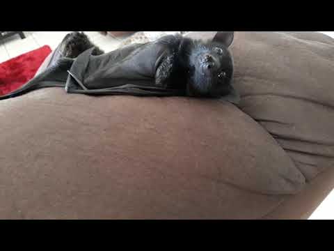 When James Your Baby Bat Is So Cute He Can Do Whatever He Wants.