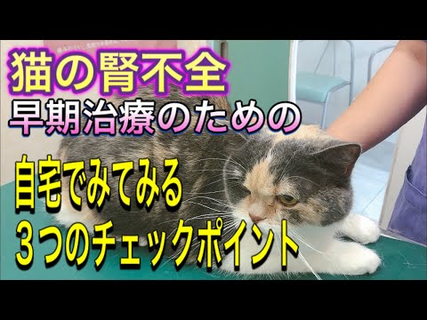 【猫の腎不全】早期治療のための自宅で出来る３つのチェックポイント