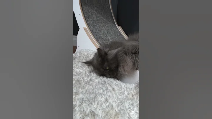 Video 9148971: mainecoon cats cute catlover, mainecoon cutecat catlover, mainecoon cat cute love, cute maine coon cat, funnycatvideos mainecoons, coon cat funny cute