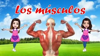 Los músculos para niños ️