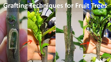 4 Basic and Useful Grafting Techniques for All Plants | How to Graft Citrus Tree (最基本通用性的简单实用嫁接技术)
