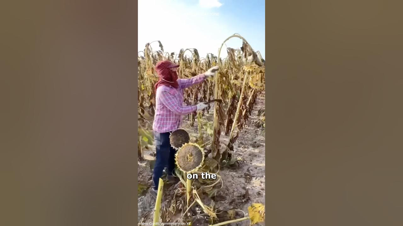 The Surprising Reason Sunflowers Get Cut and Put Back! π» The Surprising Reason Sunflowers Get Cut and Put Back! π»