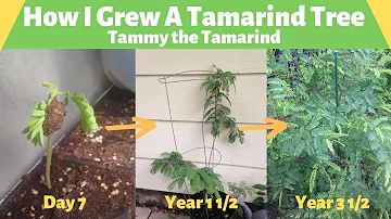 How To Grow a Tamarind Tree-Tammy The Tamarind