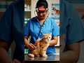 Vet said she’ll be okay — relief 😅🐾 #petvet #shorts #vet #petsafety #animalhealth