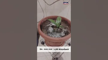 الأمراض الفطرية التي تصيب النباتات 