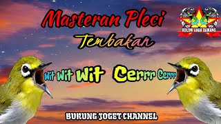 Masteran Pleci Tembakan Wit Wit Wit - Cerrr Cerrr Kualitas Suara Jernih