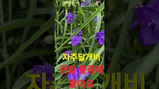 통증, 염증 제거에 도움되는 자주달개비