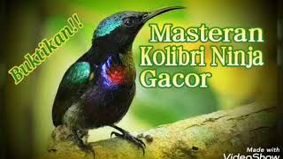 Kolibri Ninja Gacor