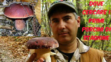 Dove trovare porcini in Brianza?