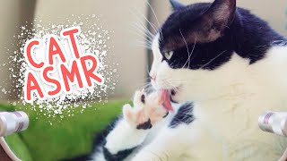 ASMR Cat Grooming #84