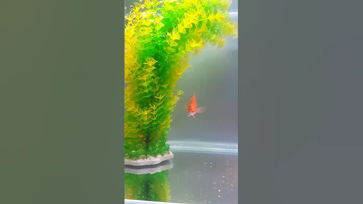Shy Behavior of a Cute Red Parrot Cichlid Fish - DayDayNews