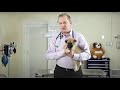 Vet Tutorial | How to Potty Train a Puppy With and Without A Pee Pad Vet Tutorial | How to Potty Train a Puppy With and Without A Pee Pad
