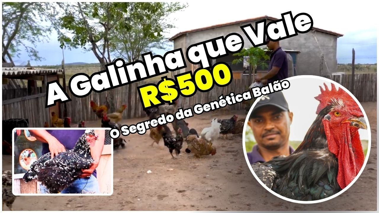 Como GALINHAS rústicas podem gerar LUCROS INIMAGINÁVEIS