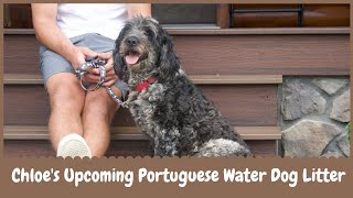 Chloe's Upcoming Portuguese Water Dog Litter