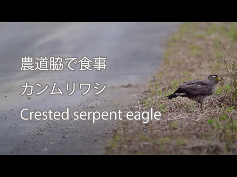 【農道脇で食事】カンムリワシ Crested serpent eagle