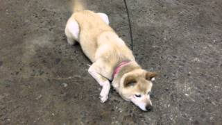 番犬『チビゴン』