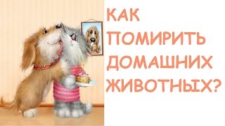 Как помирить котов/КОНФЛИКТЫ МЕЖДУ ЗВЕРЯМИ Как помирить котов/КОНФЛИКТЫ МЕЖДУ ЗВЕРЯМИ