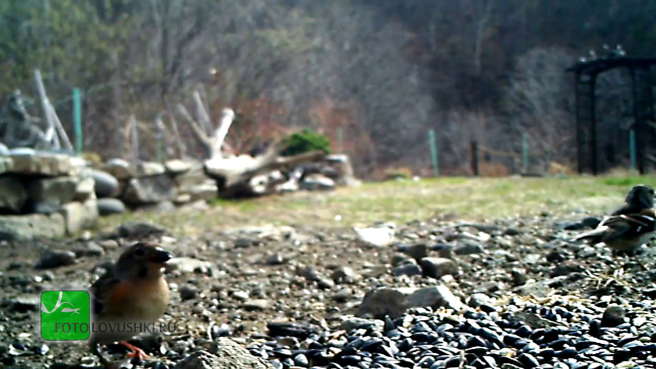 Пример видео с фотоловушки Scoutguard SG570-BW