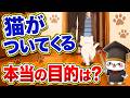 猫がついてくる理由…実はあなたが目的じゃありません