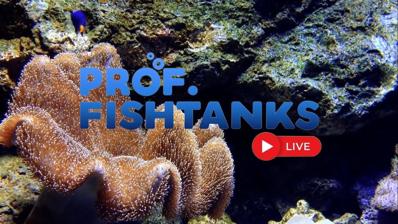 Prof. FishTanks Live #27
