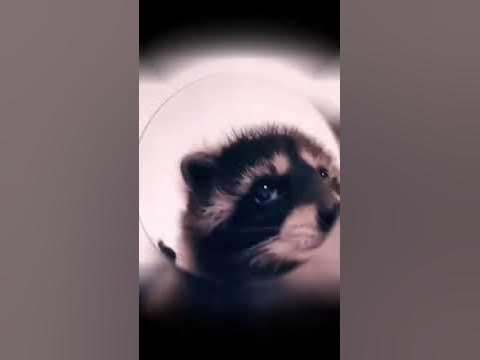 #music #pedro #песни #педро - YouTube