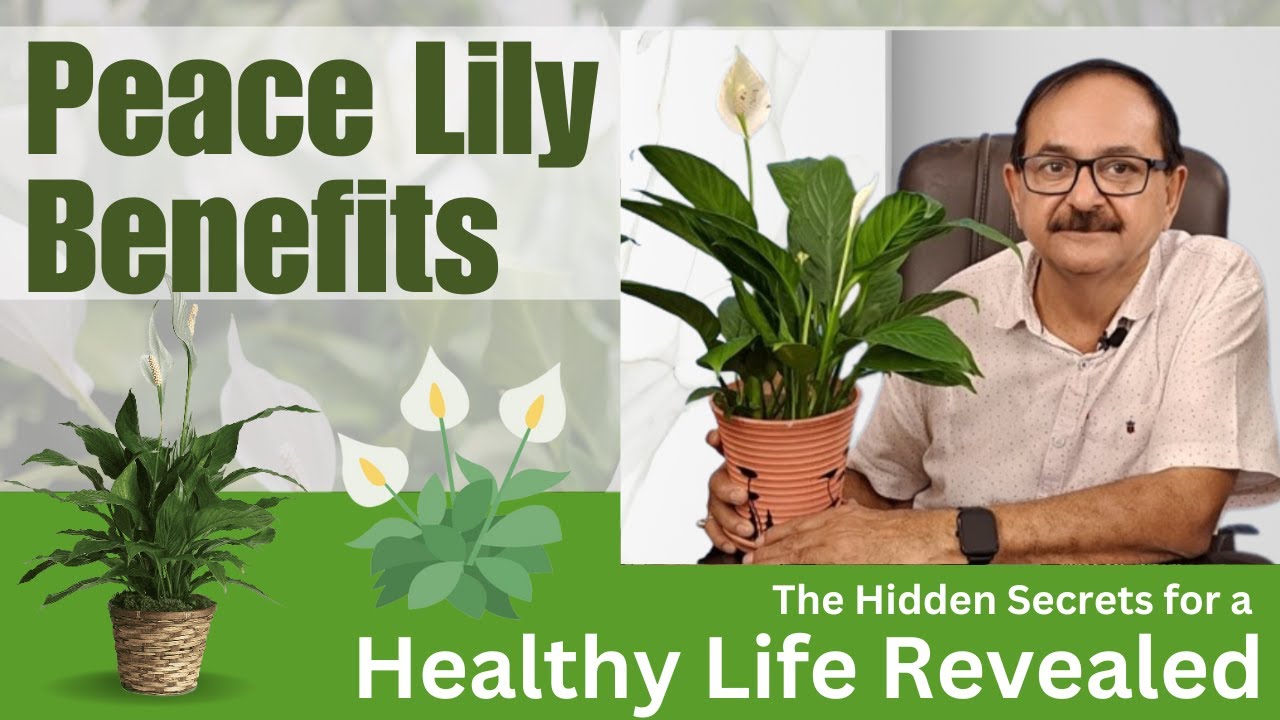 Peace Lily Benefits The Hidden Secrets For A Healthy Life Revealed peace-lily-benefits-the-hidden-secrets-for-a-healthy-life-revealed