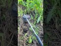 Close Call With A PMN4 Anti Personnel Land Mine In Kharkiv Ukraine Forukraine Ukrainewar Close Call With A PMN4 Anti Personnel Land Mine In Kharkiv Ukraine Forukraine Ukrainewar