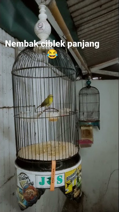 pleci nembak ciblek panjang.. 👍