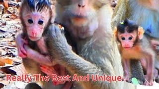 Newborn monkey learns to walk with strange activities and mother is the teach